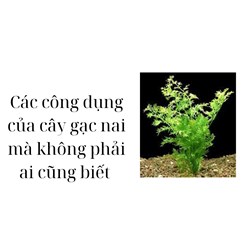 Các công dụng của cây gạc nai mà không phải ai cũng biết