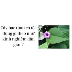 Cây bạc thau có tác dụng gì theo như kinh nghiệm dân gian?