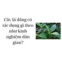 Cây lá đắng có tác dụng gì theo như kinh nghiệm dân gian?
