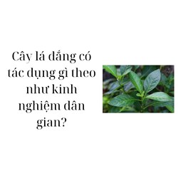 Cây lá đắng có tác dụng gì theo như kinh nghiệm dân gian?