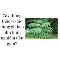 Cây thông thảo có tác dụng gì theo như kinh nghiệm dân gian?