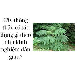 Cây thông thảo có tác dụng gì theo như kinh nghiệm dân gian?