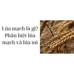Lúa mạch là gì? Phân biệt lúa mạch và lúa mì