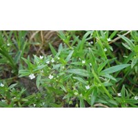 Công dụng của cây lưỡi rắn theo như kinh nghiệm dân gian