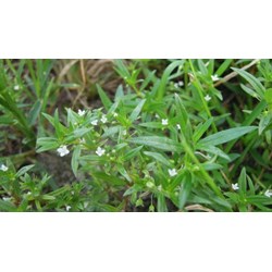 Công dụng của cây lưỡi rắn theo như kinh nghiệm dân gian