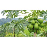 Cây đu đủ có tác dụng gì theo như kinh nghiệm dân gian?