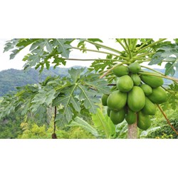 Cây đu đủ có tác dụng gì theo như kinh nghiệm dân gian?