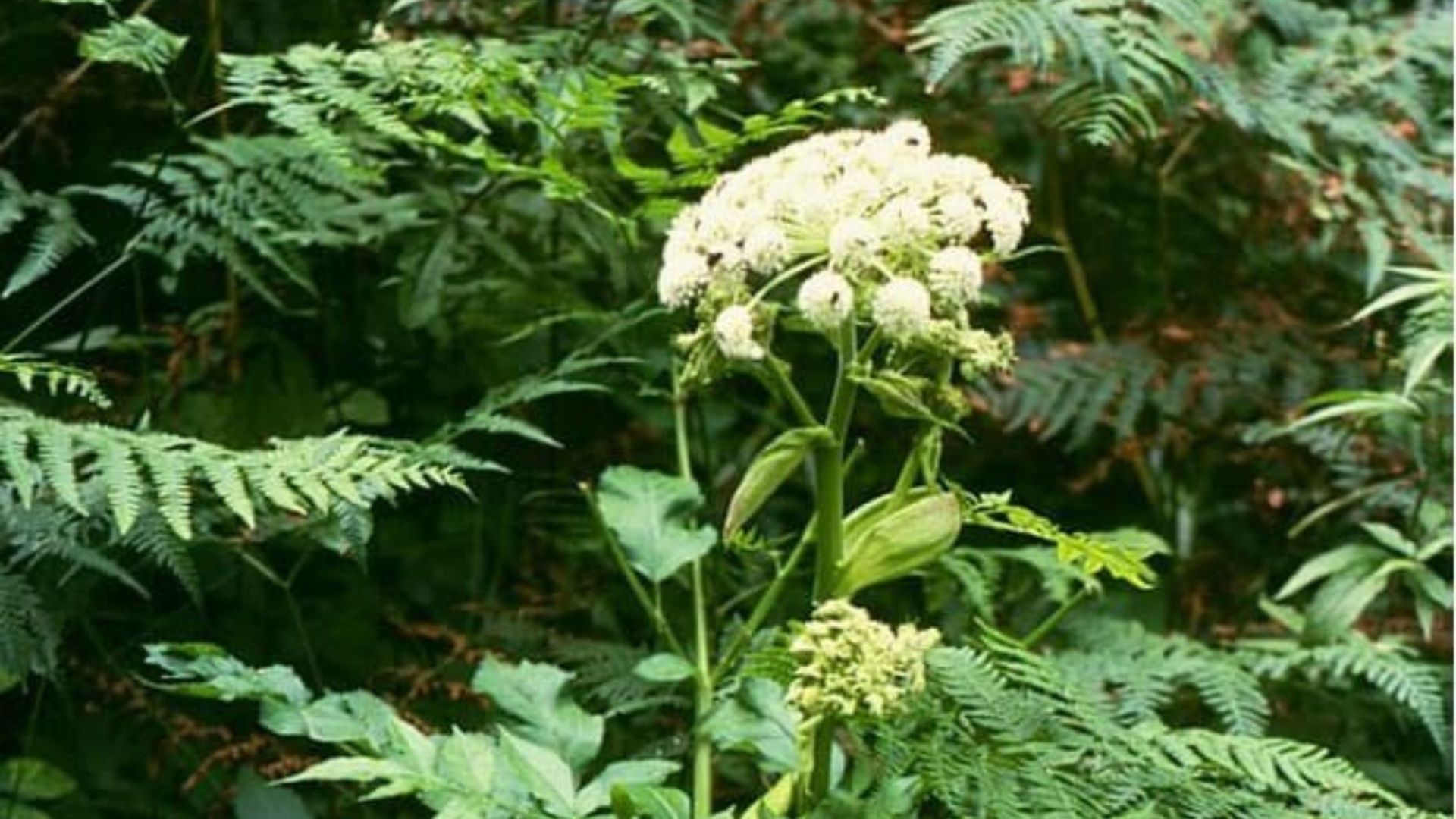 Счастливый инопланетянин (calceolaria uniflora). Растение похожее на человека. Мандрагора. Растение похожее на петрушку с запахом. Корни женьшеня и мандрагоры.