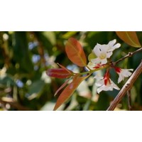 Công dụng của cây đỏ ngọn mà không phải ai cũng biết