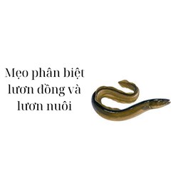 Mẹo phân biệt lươn đồng và lươn nuôi