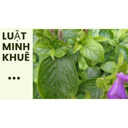 Lá cẩm là lá gì? Tác dụng của lá cẩm mà không phải ai cũng biết