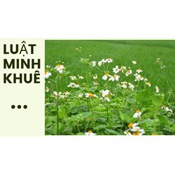 Cây đơn buốt có công dụng gì theo như kinh nghiệm dân gian?