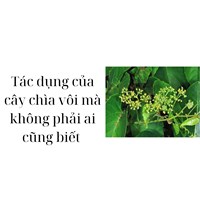 Tác dụng của cây chìa vôi mà không phải ai cũng biết