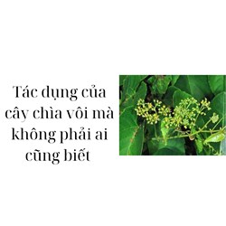 Tác dụng của cây chìa vôi mà không phải ai cũng biết