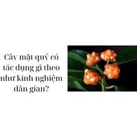 Cây mặt quỷ có tác dụng gì theo như kinh nghiệm dân gian?