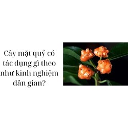 Cây mặt quỷ có tác dụng gì theo như kinh nghiệm dân gian?