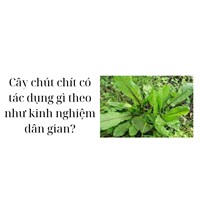 Cây chút chít có tác dụng gì theo như kinh nghiệm dân gian?
