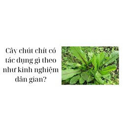 Cây chút chít có tác dụng gì theo như kinh nghiệm dân gian?