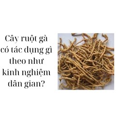 Cây ruột gà có tác dụng gì theo như kinh nghiệm dân gian?