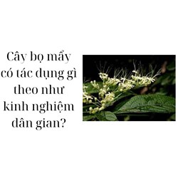 Cây bọ mẩy có tác dụng gì theo như kinh nghiệm dân gian?