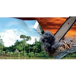 Viết đoạn văn tiếng Anh về nạn phá rừng siêu hay kèm bản dịch