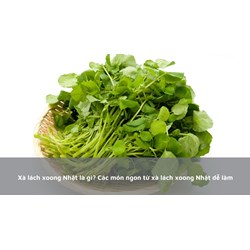 Xà lách xoong Nhật là gì? Các món ngon từ xà lách xoong Nhật dễ làm