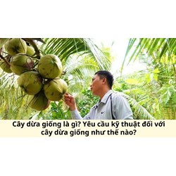 Cây dừa giống là gì? Yêu cầu kỹ thuật đối với cây dừa giống như thế nào?