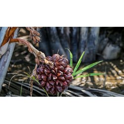 Tác dụng, nơi mua, giá cả, dừa nước làm gì ngon