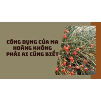 Công dụng của ma hoàng không phải ai cũng biết