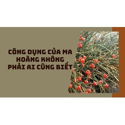 Công dụng của ma hoàng không phải ai cũng biết