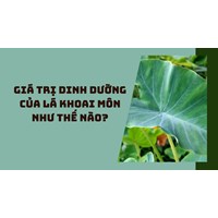 Giá trị dinh dưỡng của lá khoai môn như thế nào?