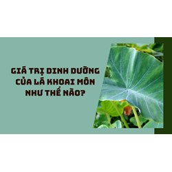 Giá trị dinh dưỡng của lá khoai môn như thế nào?