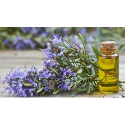 Mách bạn 14 lợi ích và công dụng của tinh dầu hương thảo