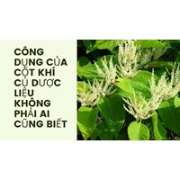 Công dụng của cốt khí củ dược liệu không phải ai cũng biết