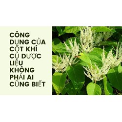 Công dụng của cốt khí củ dược liệu không phải ai cũng biết