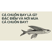 Cá chuồn bay là gì? Đặc điểm và nơi mua cá chuồn bay?