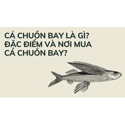 Cá chuồn bay là gì? Đặc điểm và nơi mua cá chuồn bay?