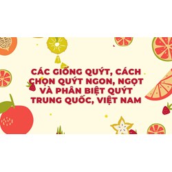 Các giống quýt, cách chọn quýt ngon, ngọt và phân biệt quýt Trung Quốc, Việt Nam