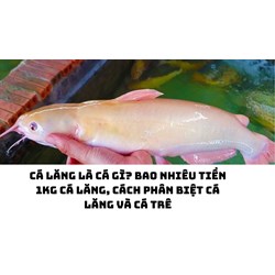 Cá lăng là cá gì? Bao nhiêu tiền 1kg cá lăng, cách phân biệt cá lăng và cá trê