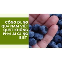 Công dụng quả nam việt quất không phải ai cũng biết