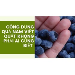 Công dụng quả nam việt quất không phải ai cũng biết