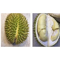 Sầu riêng chuồng bò là gì? Cách phân biệt sầu riêng chuồng bò và ri6