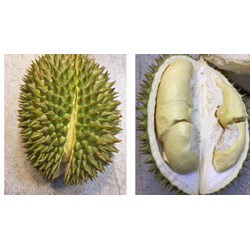 Sầu riêng chuồng bò là gì? Cách phân biệt sầu riêng chuồng bò và ri6