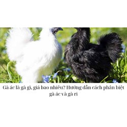 Gà ác là gà gì, giá bao nhiêu? Hướng dẫn cách phân biệt gà ác và gà ri