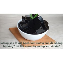 Sương sáo là gì? Cách làm sương sáo để không bị đắng? Có thể mua cây sương sáo ở đâu?