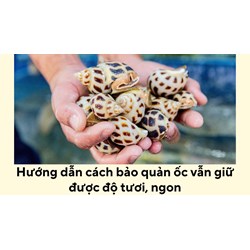 Hướng dẫn cách bảo quản ốc vẫn giữ được độ tươi, ngon