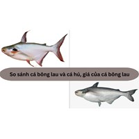 So sánh cá bông lau và cá hú, giá của cá bông lau