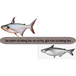 So sánh cá bông lau và cá hú, giá của cá bông lau