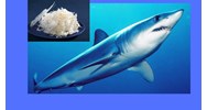 Vi cá mập là gì? Cách chế biến vi cá mập không thể bỏ lỡ