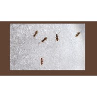 Cách đuổi và ngăn chặn kiến bu vào lọ đường đơn giản